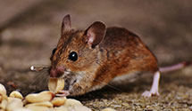 24 Hour & Emergency Exterminators in Milo, OK